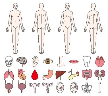 İnsan vücudu ve erkek ve kadınların iç organlar 
