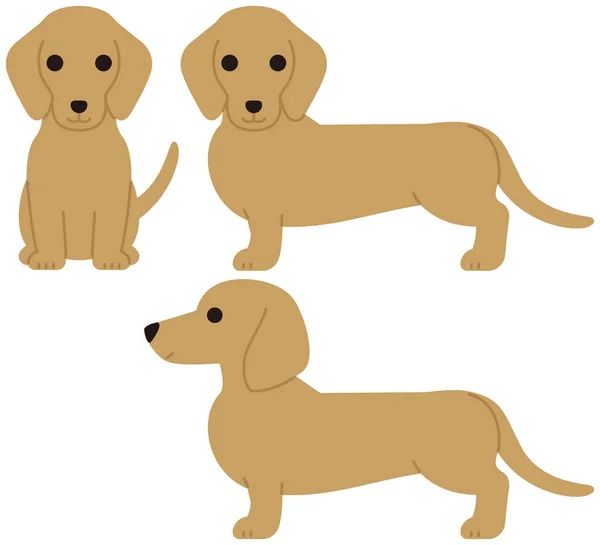 Dachshund drôle chien de compagnie — Image vectorielle