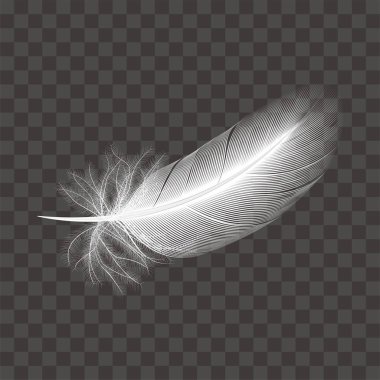 Beyaz kuş tüyleri illüstrasyon