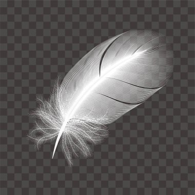 Beyaz kuş tüyleri illüstrasyon