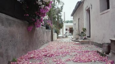 Bougainvillea çiçek yaprakları düşmek 
