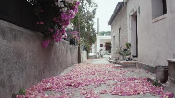 Bougainvillea flower leaves fall off — Stock Video