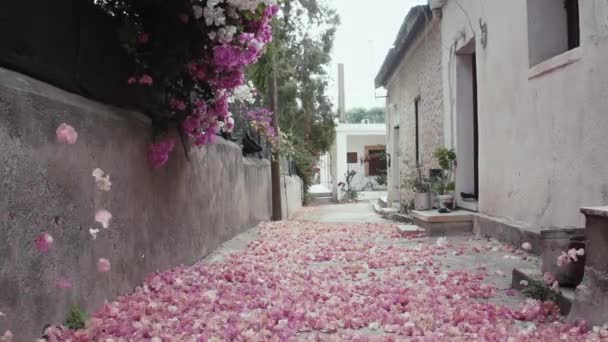 Liści kwiatów bugenwilli odpada — Wideo stockowe