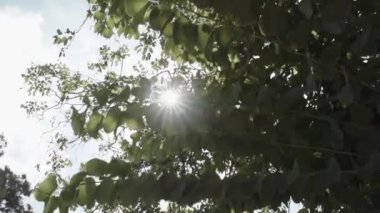 Güneş yaprakları kırma