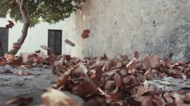 Ağır çekimde düşen sonbahar yaprakları