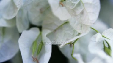 Güzel Bougainvillea çiçek veya kağıt çiçekler kapat