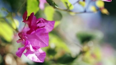 Güzel Bougainvillea çiçek veya kağıt çiçekler kapat