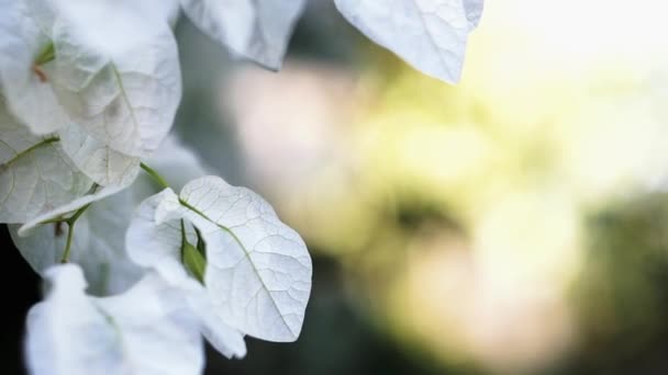 Hermosas flores de buganvillas o flores de papel de cerca — Vídeo de stock