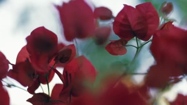 Lindas flores de Bougainvillea ou flores de papel de perto — Vídeo de Stock