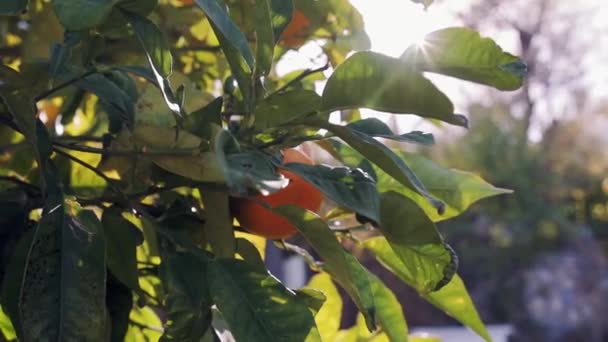 Naranjos con frutos en plantación — Vídeo de stock