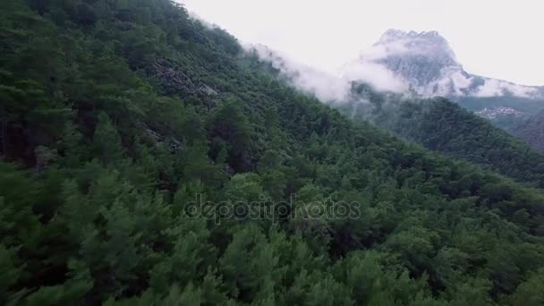 Forrest Covered Mountain — Stock Video