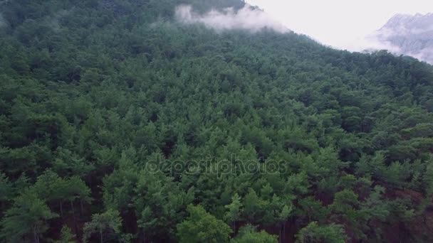 Montaña cubierta de bosque — Vídeos de Stock