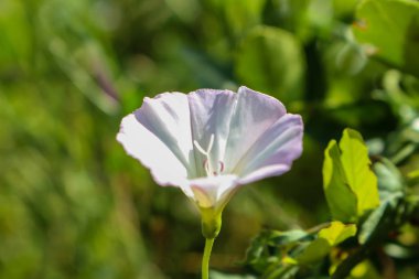 Beyaz çiçek Bahçe kapatın