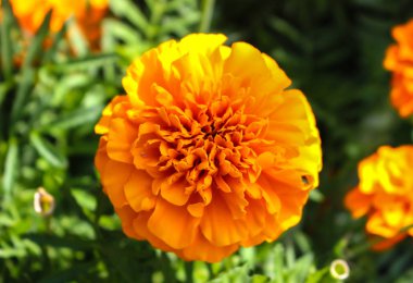 sarı çiçek portre