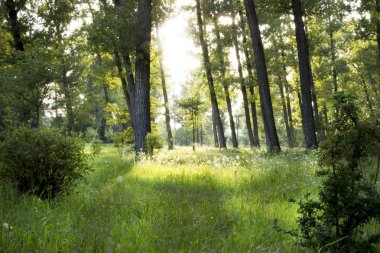 Ormanın içinde bir güneş ışını