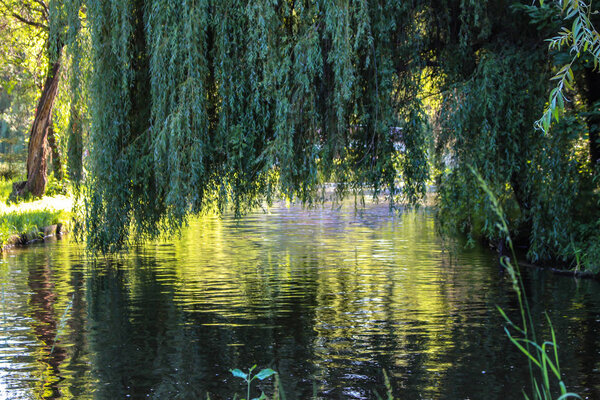 Willow above the water