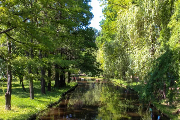 Salgueiro e parque fluvial — Fotografia de Stock