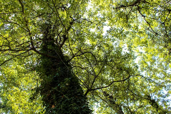 Uma árvore cheia de folhagem — Fotografia de Stock