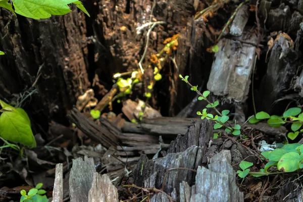 Cerca de un árbol caído — Foto de Stock