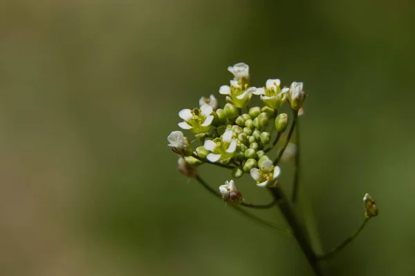 小さな花のマクロ — ストック写真