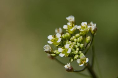 Küçük yapraklar sahneyi kapatıyor.