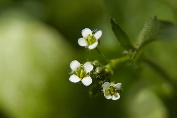 Tiny flowers on branch macro