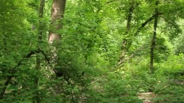 Düşmüş ağaç Panoraması