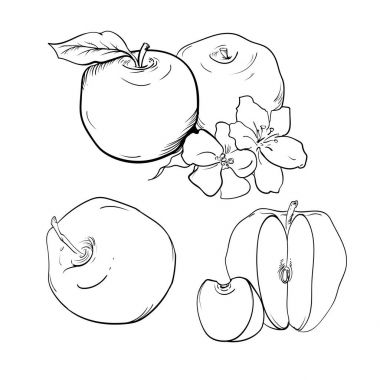 Elma ve çiçek vektör çizim
