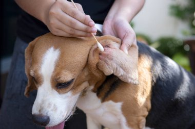 Köpeğin kirli kulaklarını temizlemek için pamuk yumağı kullanın.