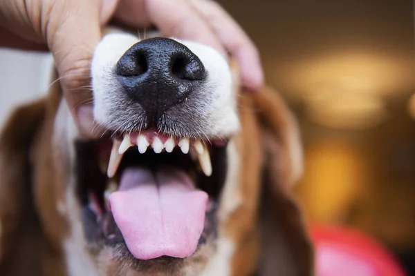 The vet in the hospital brushing the dog\'s teeth To find tooth decay And plaque in the teeth of dogs