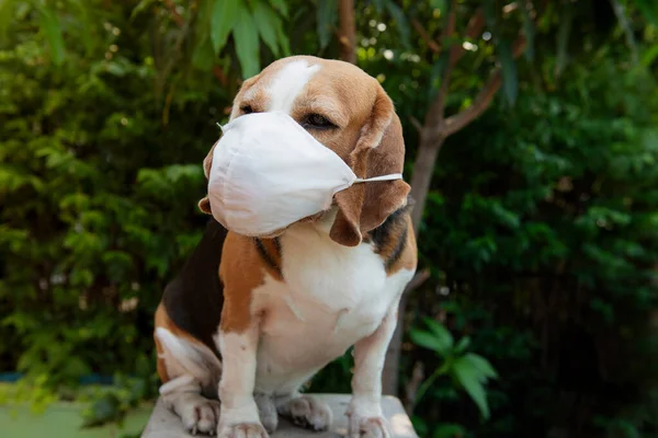 Beagle Perro Con Máscara Contaminación Del Aire Para Proteger Polvo — Foto de Stock