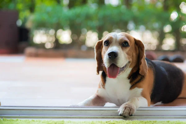 Beagle Perros Miran Con Ojos Suaves Amigables — Foto de Stock