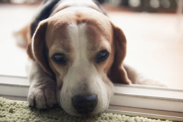 Beagle Perro Está Acostado Mira Con Ojos Tiernos — Foto de Stock