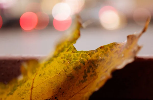 Outono Folhas Amarelas Laranja Fundo Bokeh Borrado — Fotografia de Stock