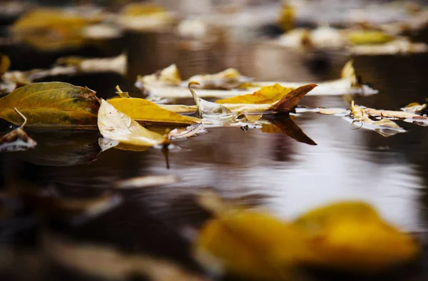 Herbstgelbe Und Orangefarbene Blätter Auf Dem Verschwommenen Bokeh Hintergrund — Stockfoto