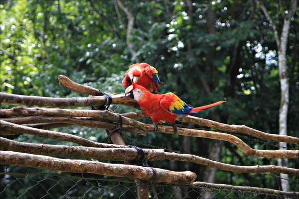 Loros en el parque, América Central —  Fotos de Stock