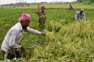 Bangladeşli çiftçiler kesme ve kesme Bangladeşli çiftçiler üzerinde Mayıs 10, dakka, Bangladeş, Gabtoli, hasat sonra paddy toplar ve çeltik hasat, dakka, Bangladeş, Ashulia üzerinde 10 Mayıs 2017 sonra toplar. Banglade baskın gıda ürün