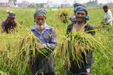 Bangladeşli çiftçiler kesme ve kesme Bangladeşli çiftçiler üzerinde Mayıs 10, dakka, Bangladeş, Gabtoli, hasat sonra paddy toplar ve çeltik hasat, dakka, Bangladeş, Ashulia üzerinde 10 Mayıs 2017 sonra toplar. Banglade baskın gıda ürün