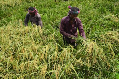 Bangladeşli çiftçiler kesme ve kesme Bangladeşli çiftçiler üzerinde Mayıs 10, dakka, Bangladeş, Gabtoli, hasat sonra paddy toplar ve çeltik hasat, dakka, Bangladeş, Ashulia üzerinde 10 Mayıs 2017 sonra toplar. Banglade baskın gıda ürün