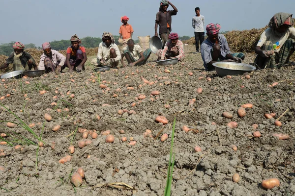 Dakka, Bangladeş yakınındaki Munshiganj alanlarındaki patates hasat Bangladeşli tarım işçileri