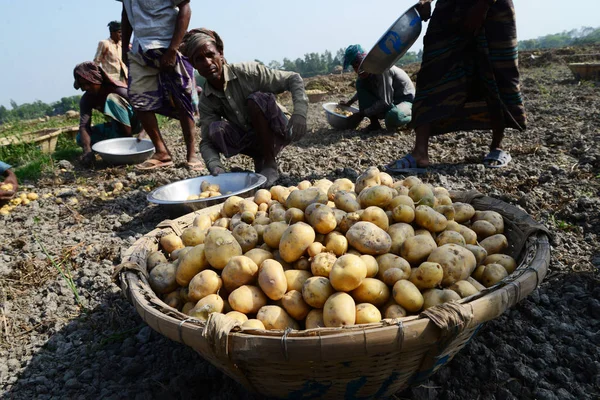 Bangladesi Mezőgazdasági Dolgozók Betakarítás Burgonya Munshiganj Mezőiben Következő Látnivaló Közelében — Stock Fotó