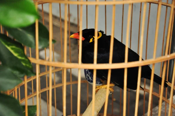 Close Blackbird Sitting Birdcage Indoors — Stock Photo, Image