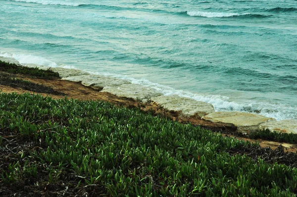 Повна Рамка Трав Янистого Узбережжя Морської Води — стокове фото