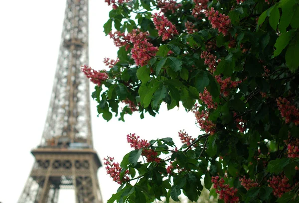 Arborele Înflorește Primăvara Turnul Eiffel Din Paris Franța — Fotografie, imagine de stoc