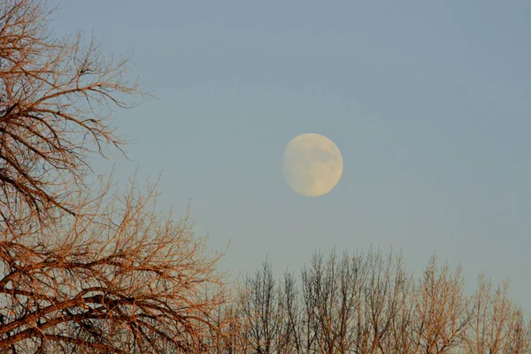 Pleine lune et arbres — Photo