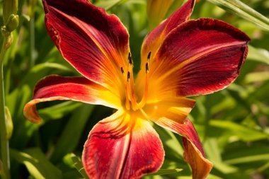 Kırmızı ve sarı zambak