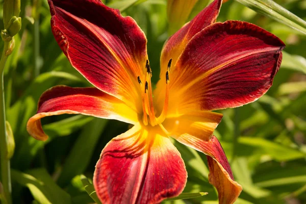 Kırmızı ve sarı zambak