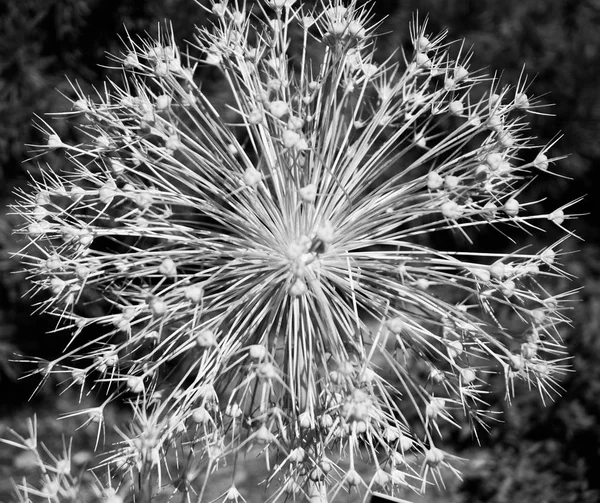 Black and White Flower — Stock Photo, Image