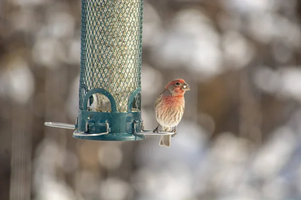 Finch Bird Mănâncă Alimentator — Fotografie, imagine de stoc