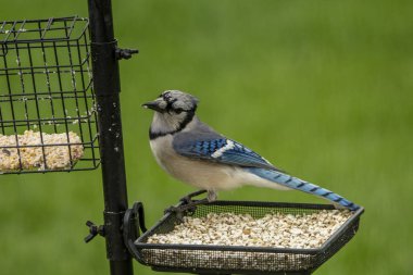 Besleyicide Mavi Jay Kuş Yemi